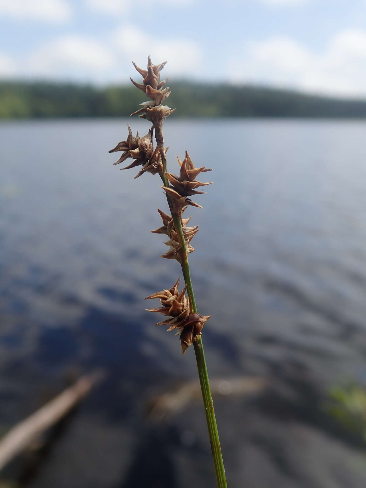 Image of prickly bog sedge