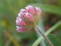 Image of Trifolium bifidum var. decipiens Greene