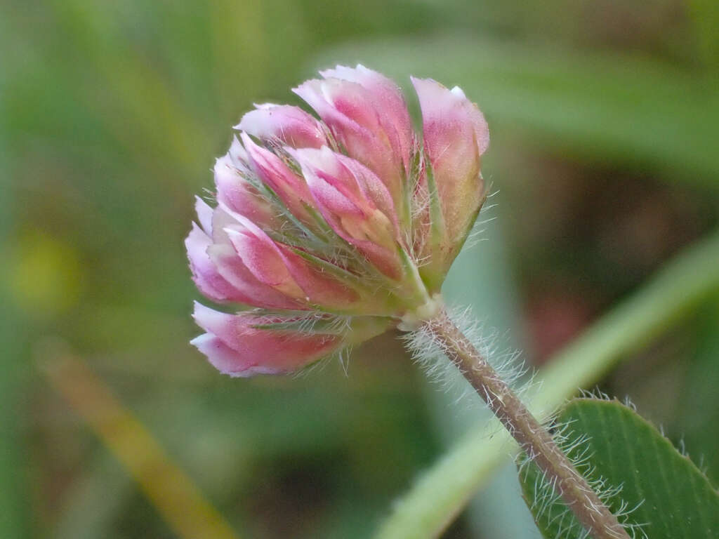 Image of Trifolium bifidum var. decipiens Greene