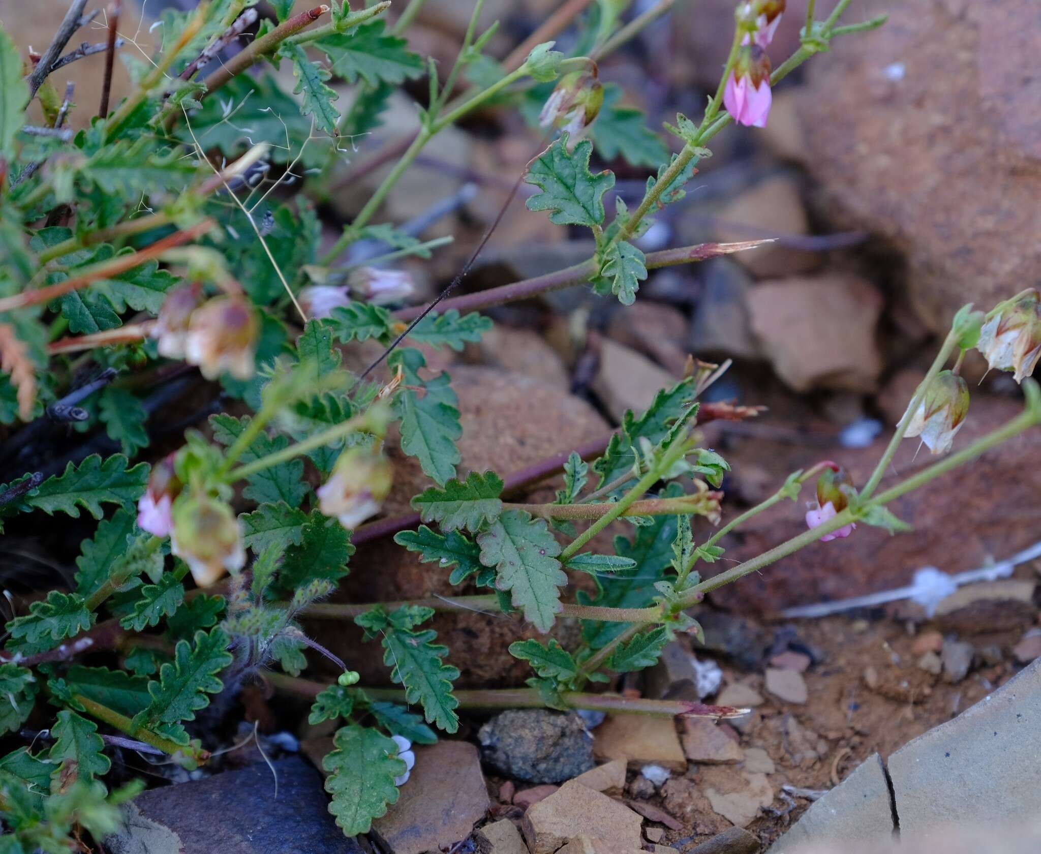 Image de Hermannia glabrata L. fil.