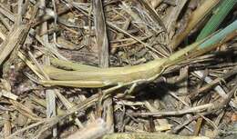 Image of Wyoming Toothpick Grasshopper