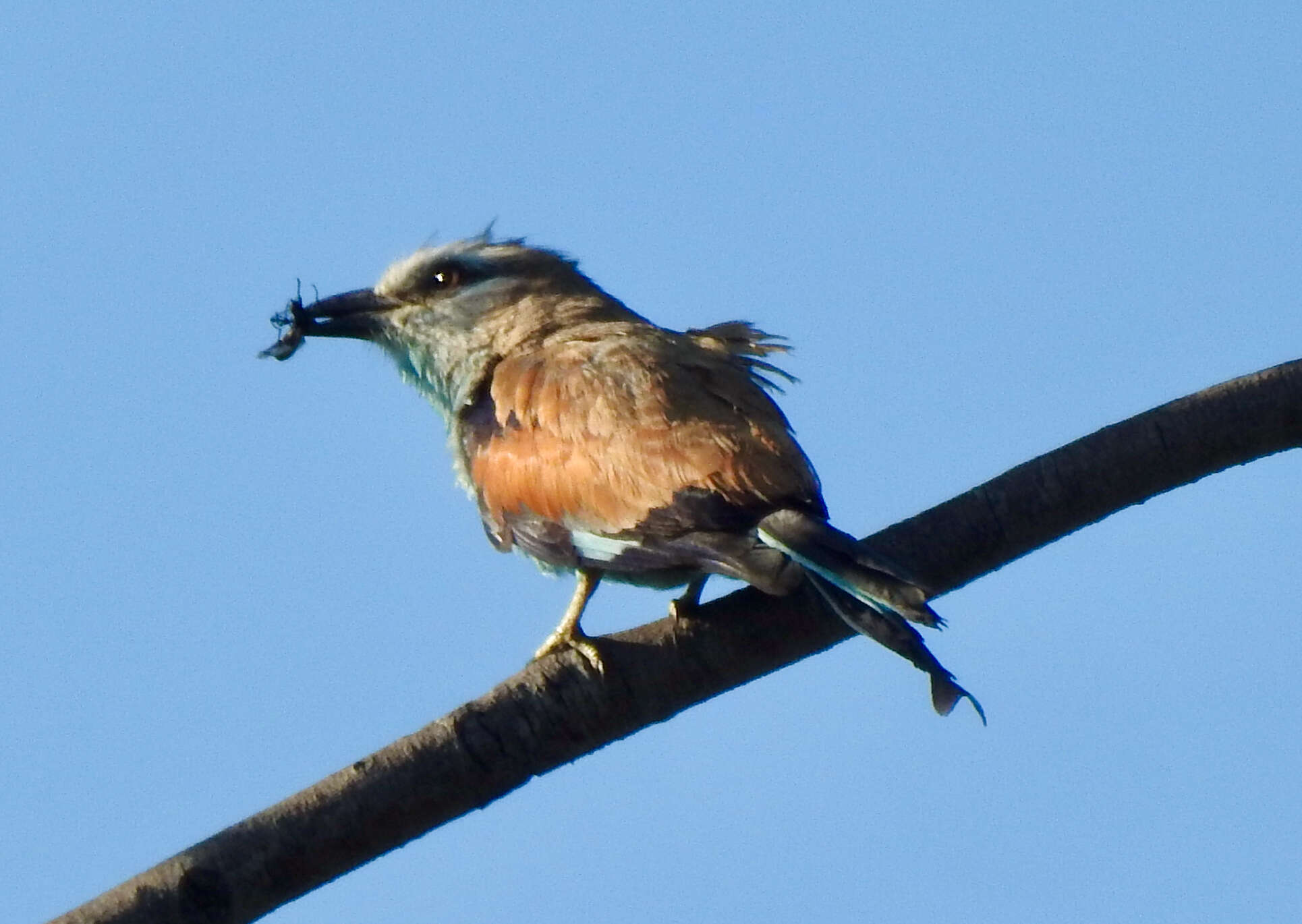 Image of Racket-tailed Roller