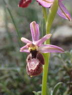 Image of Ophrys flavicans Vis.