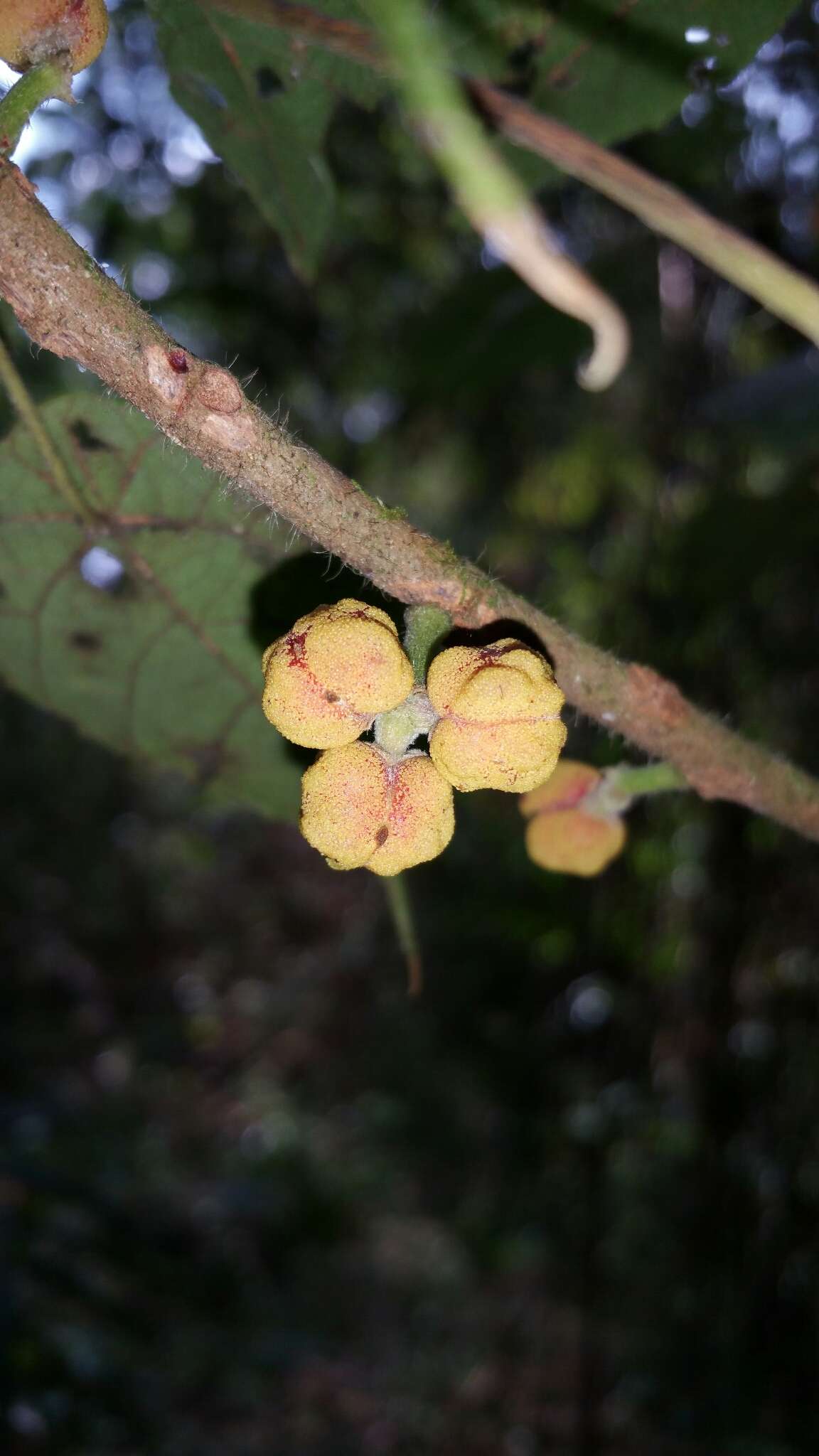 Macaranga cuspidata Boivin ex Baill.的圖片