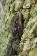 Image of Duvaucel's gecko