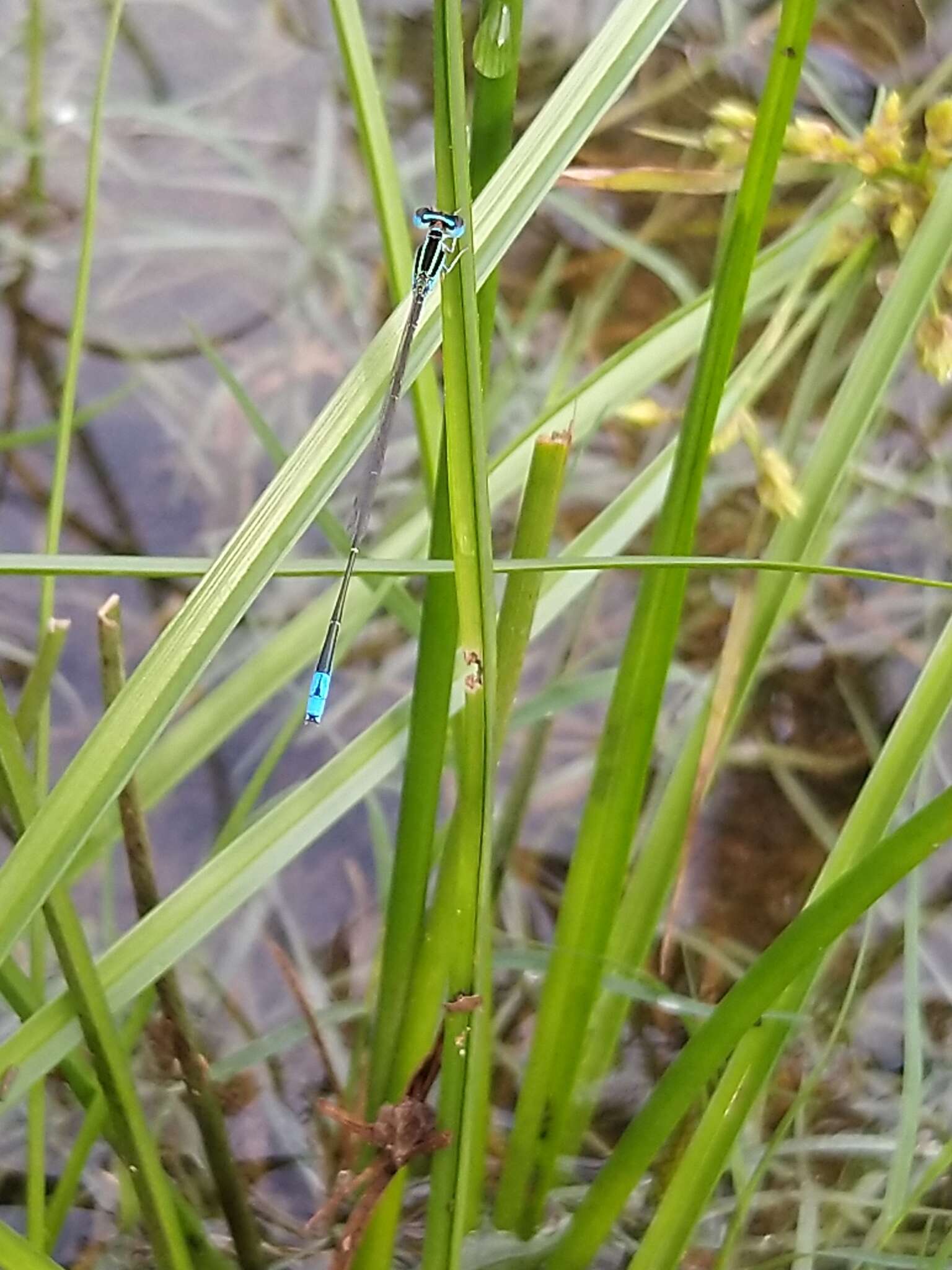 Imagem de Aciagrion occidentale Laidlaw 1919