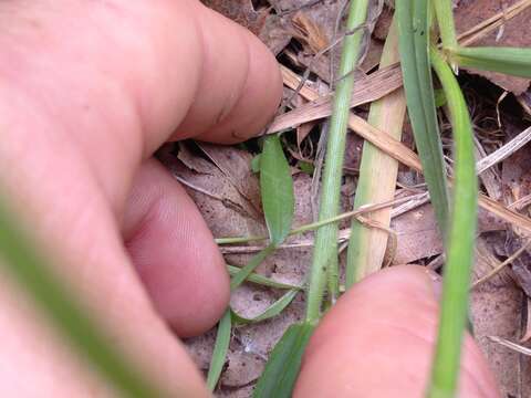 Image of Shining Ladies'-Tresses