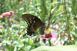 Image of <i>Papilio <i>troilus</i></i> troilus