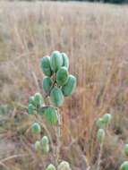 Image of Aloe transvaalensis Kuntze