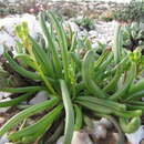 Image of Senecio bulbinifolius DC.