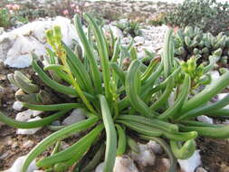 Image of Senecio bulbinifolius DC.