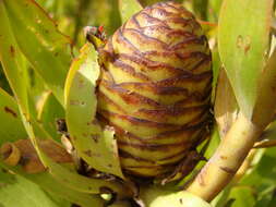 Image of Leucadendron microcephalum (Gand.) Gand. & Schinz