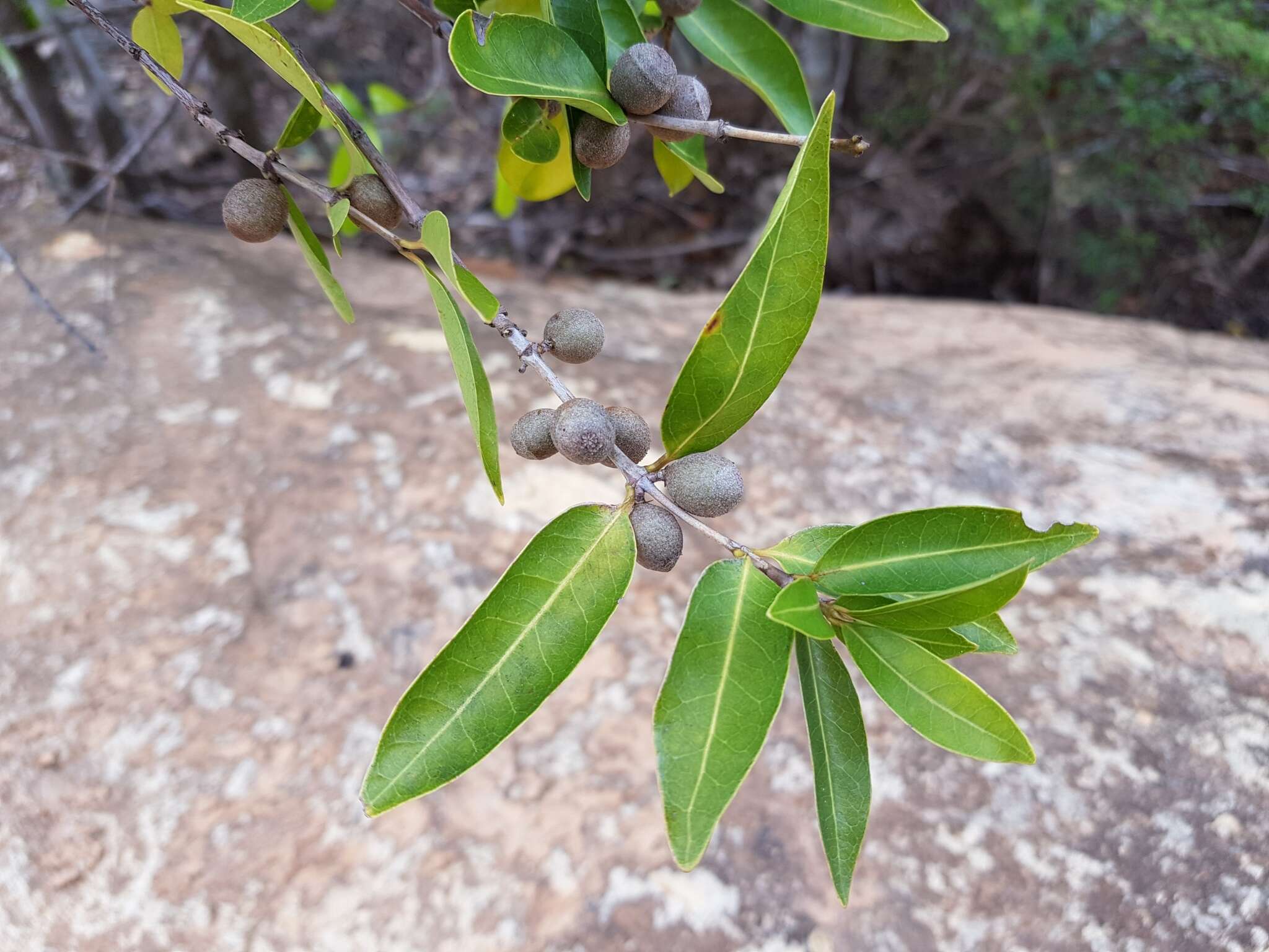 Image of Polysphaeria lepidocarpa Verdc.