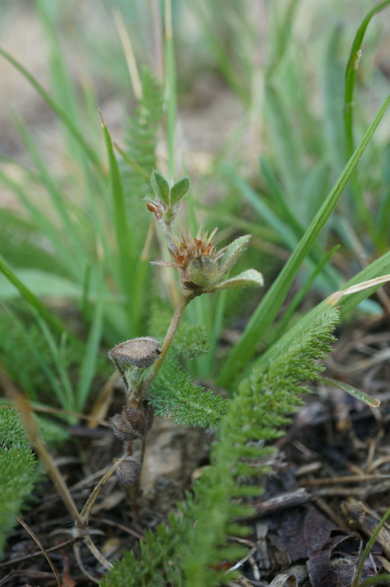 Plancia ëd Trifolium scabrum L.