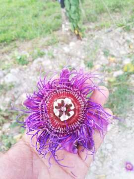 Imagem de Passiflora quadrangularis L.