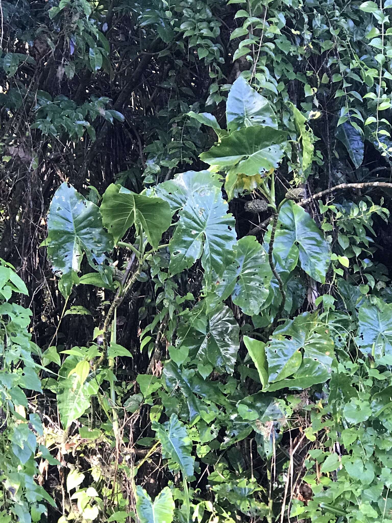 Image de Montrichardia arborescens (L.) Schott