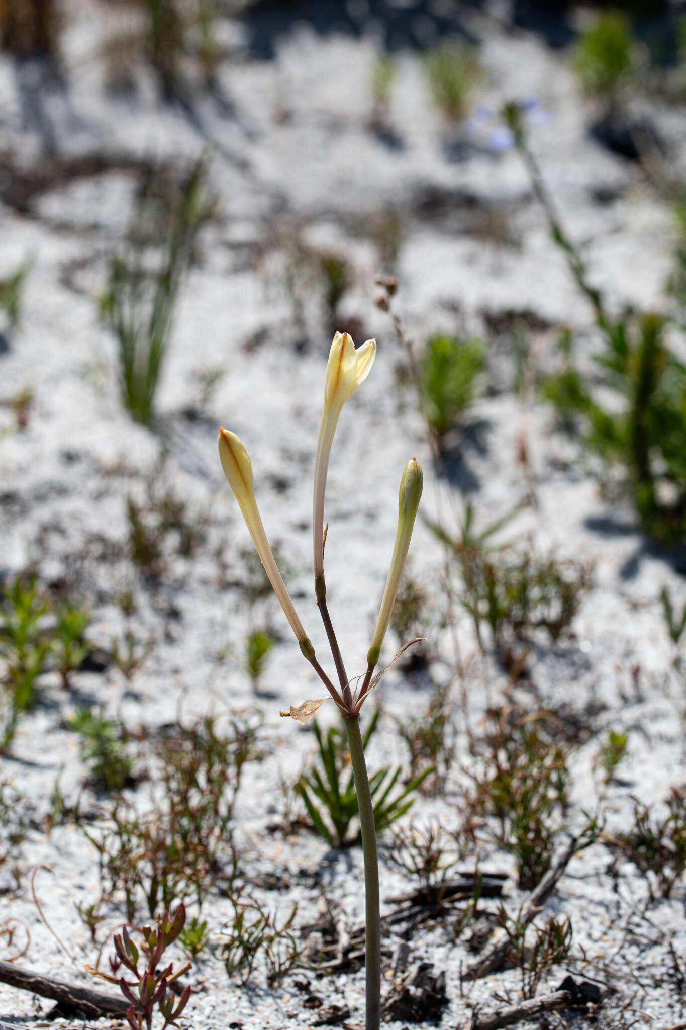 Image of Cyrtanthus leucanthus Schltr.