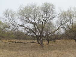 Image of Salix pierotii Miq.