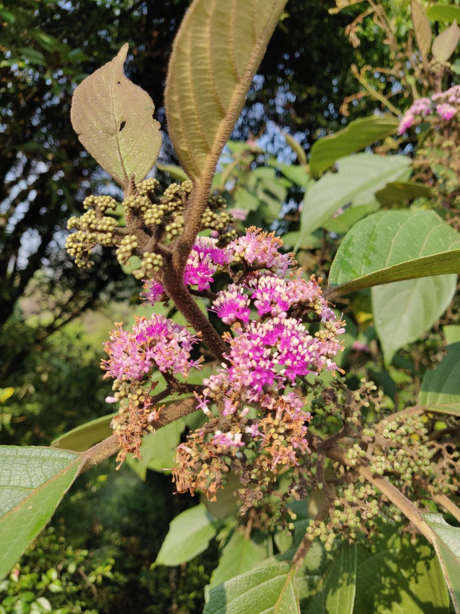 Image of Callicarpa tomentosa (L.) L.