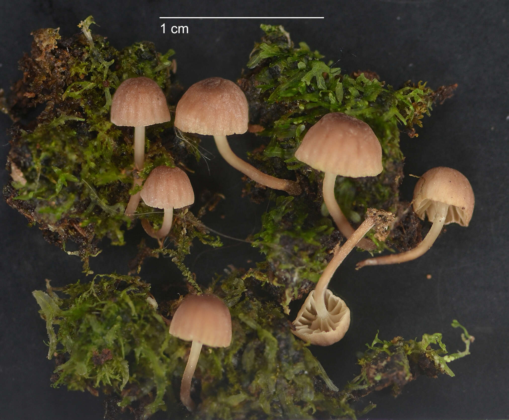 Sivun Mycena oculisnymphae Desjardin, B. A. Perry & Stevani 2016 kuva