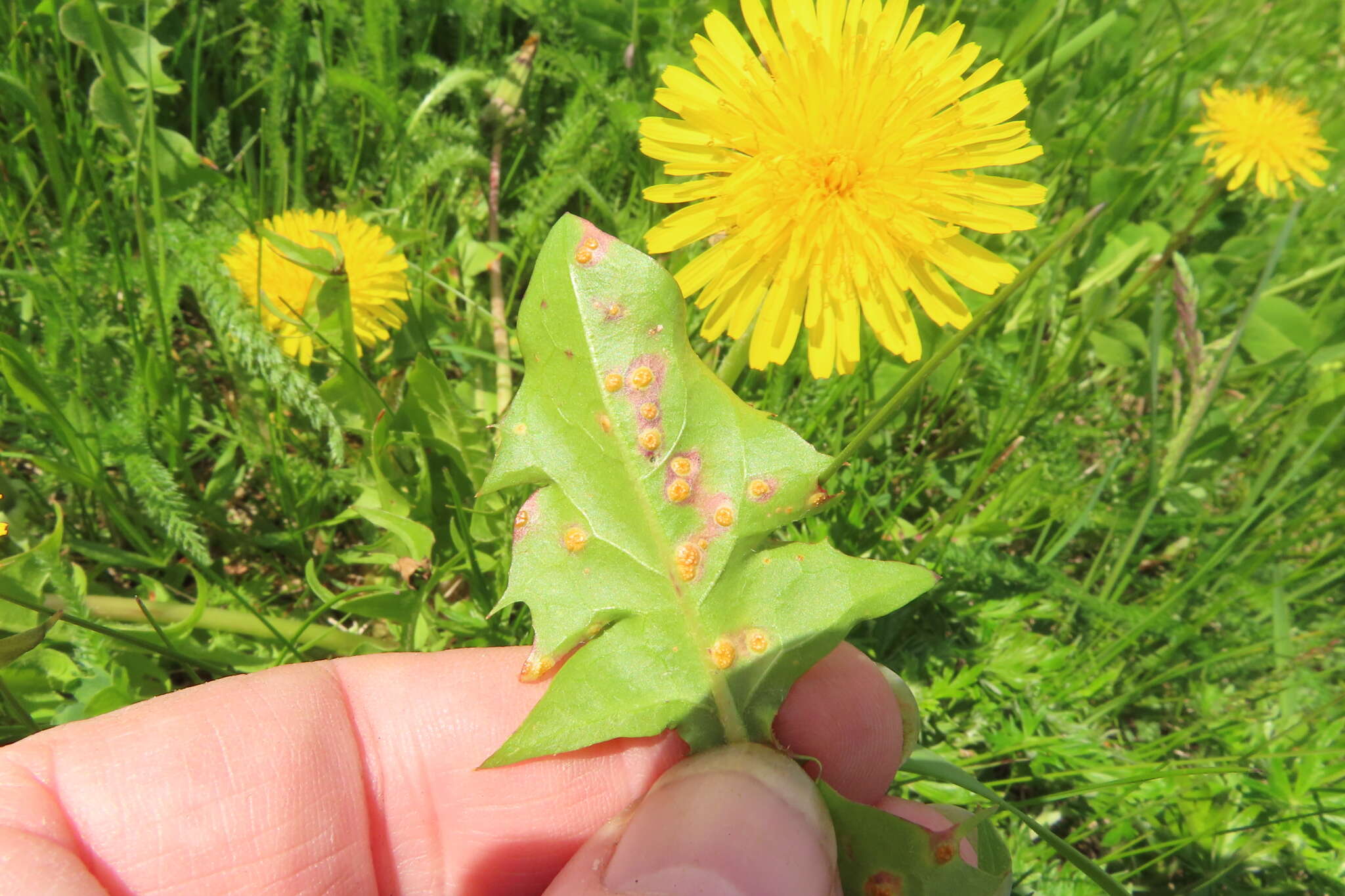 Image of Puccinia dioicae Magnus 1877