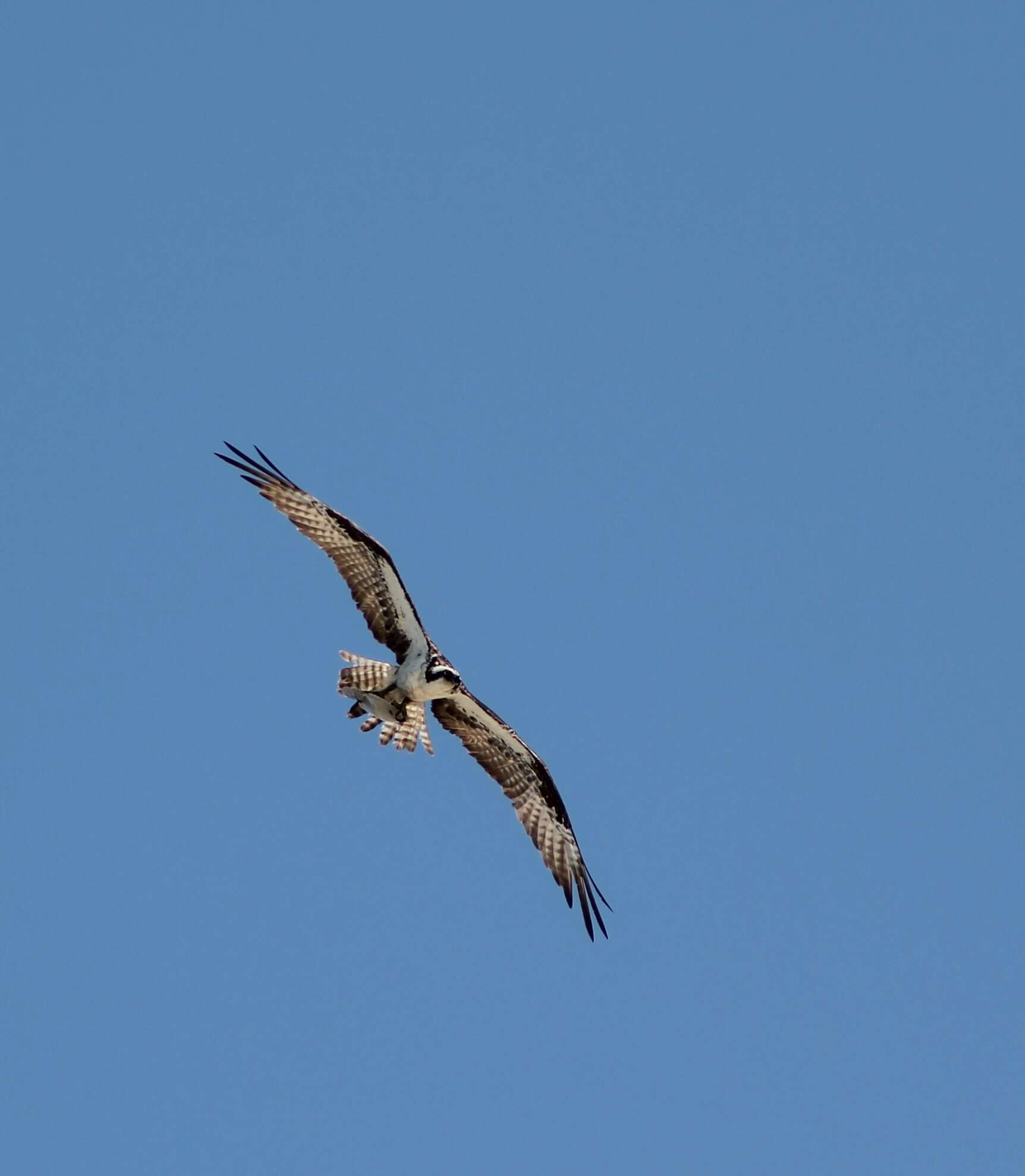 Image of ospreys