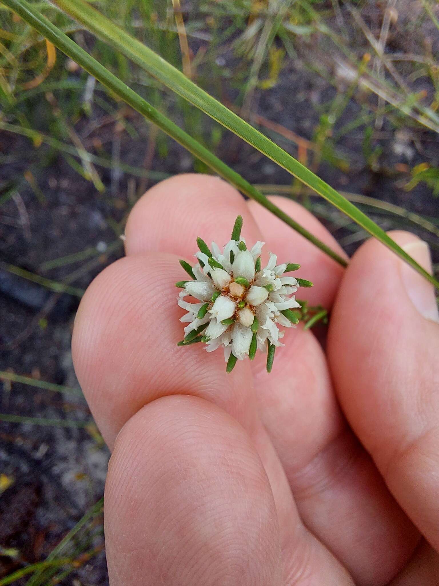 Image of Cryptandra ericoides Sm.