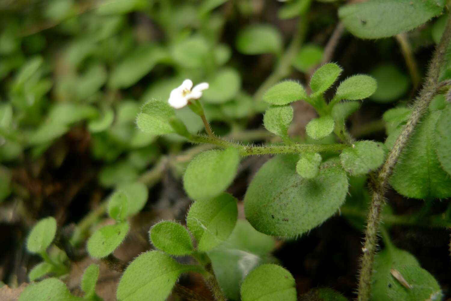 Imagem de Myosotis spathulata Forst. fil.