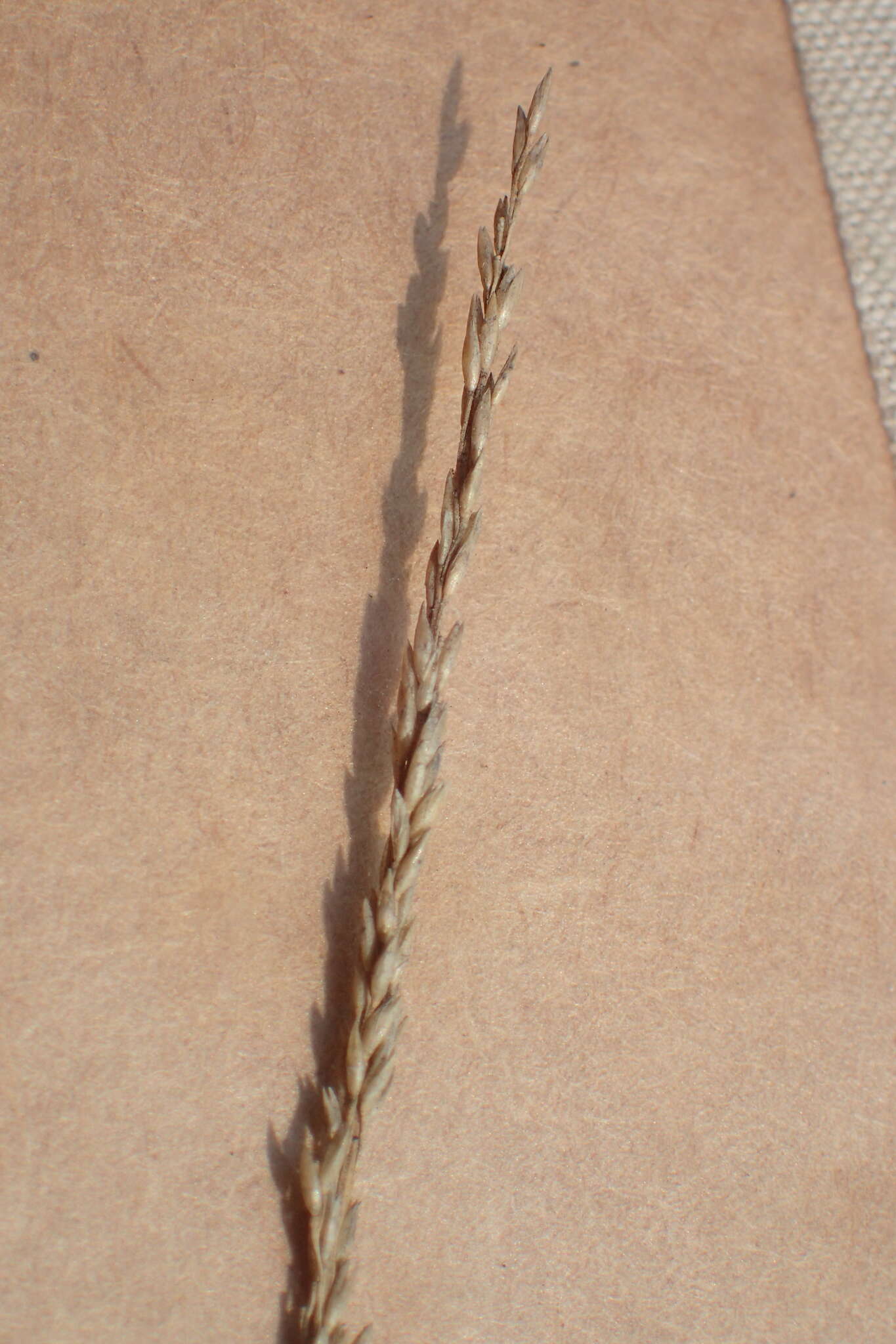 Image of Seashore paspalum