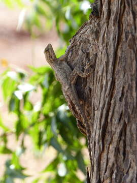 Image of Common agama