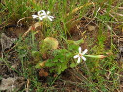 Image of Pelargonium elongatum (Cav.) Steud.