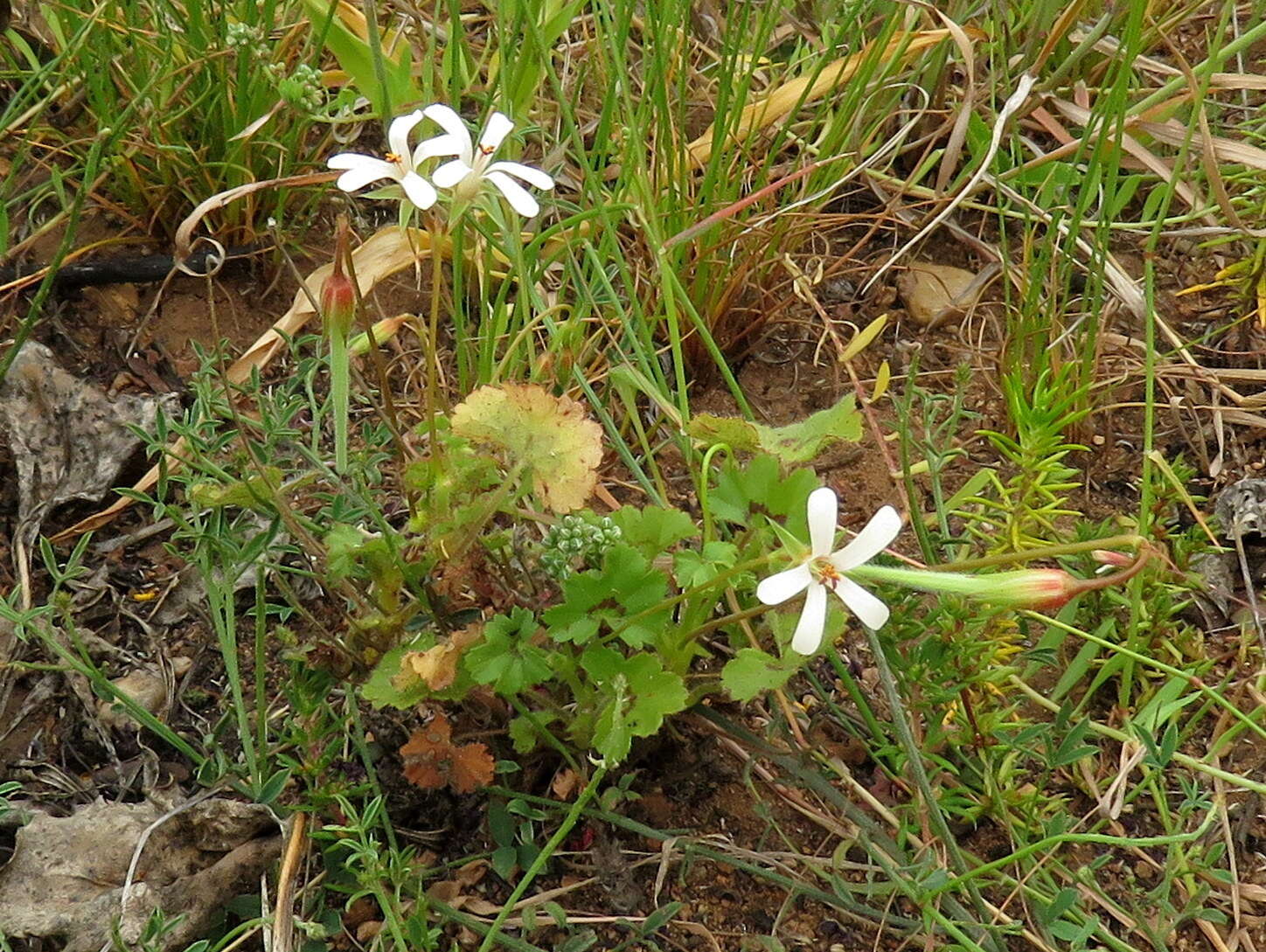 Image of Pelargonium elongatum (Cav.) Steud.