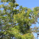 Image of Anadenanthera colubrina var. colubrina