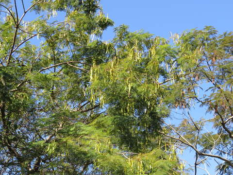 Image of Anadenanthera colubrina var. colubrina