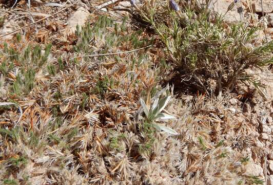 Image of creeping nailwort