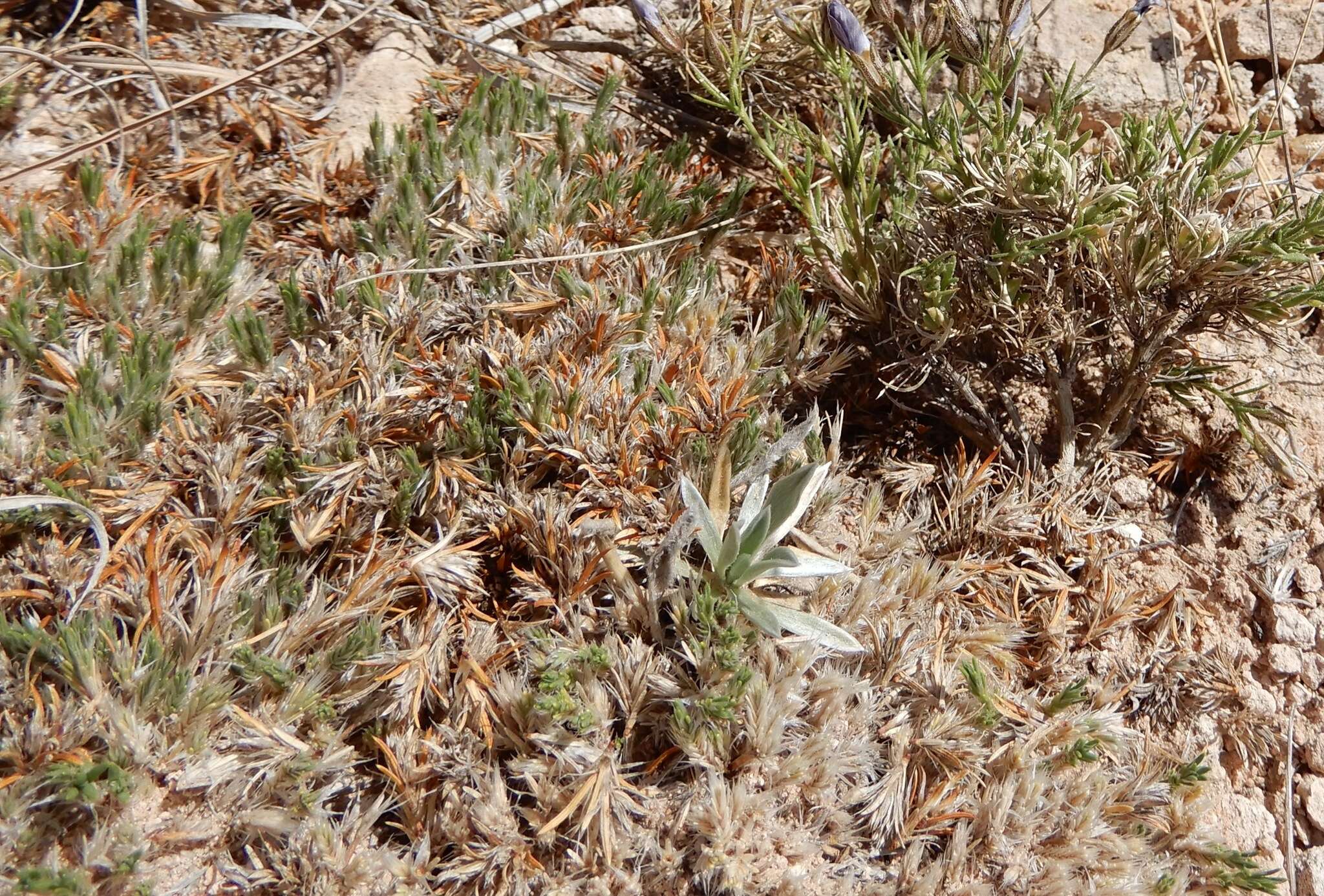 Слика од Paronychia sessiliflora Nutt.