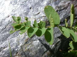 Plancia ëd Hedysarum hedysaroides subsp. hedysaroides