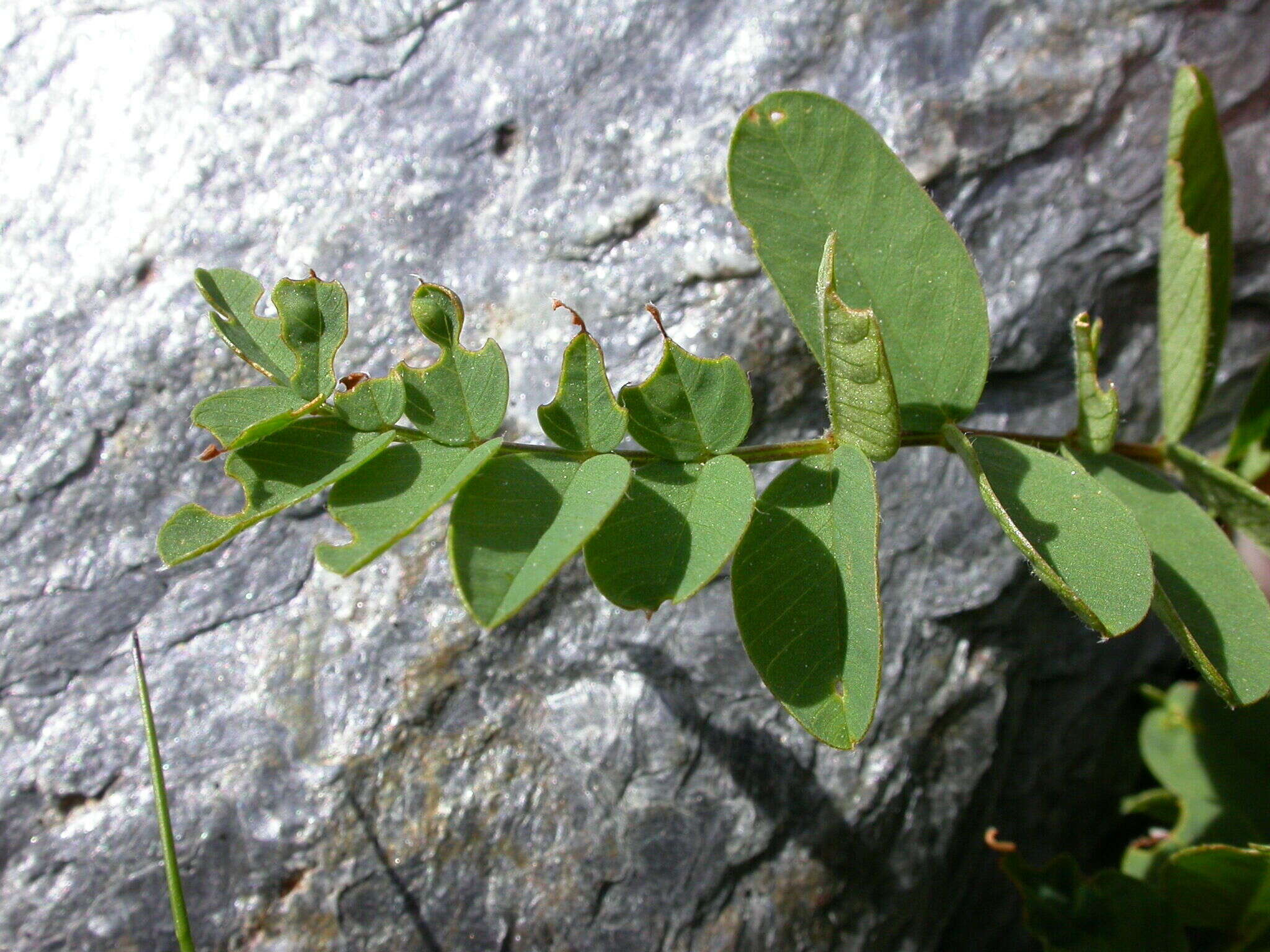 Plancia ëd Hedysarum hedysaroides subsp. hedysaroides