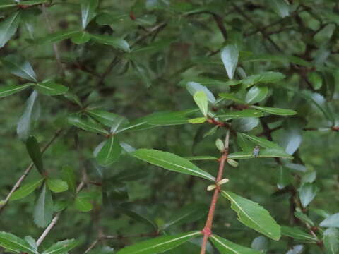 صورة Viburnum obovatum Walt.