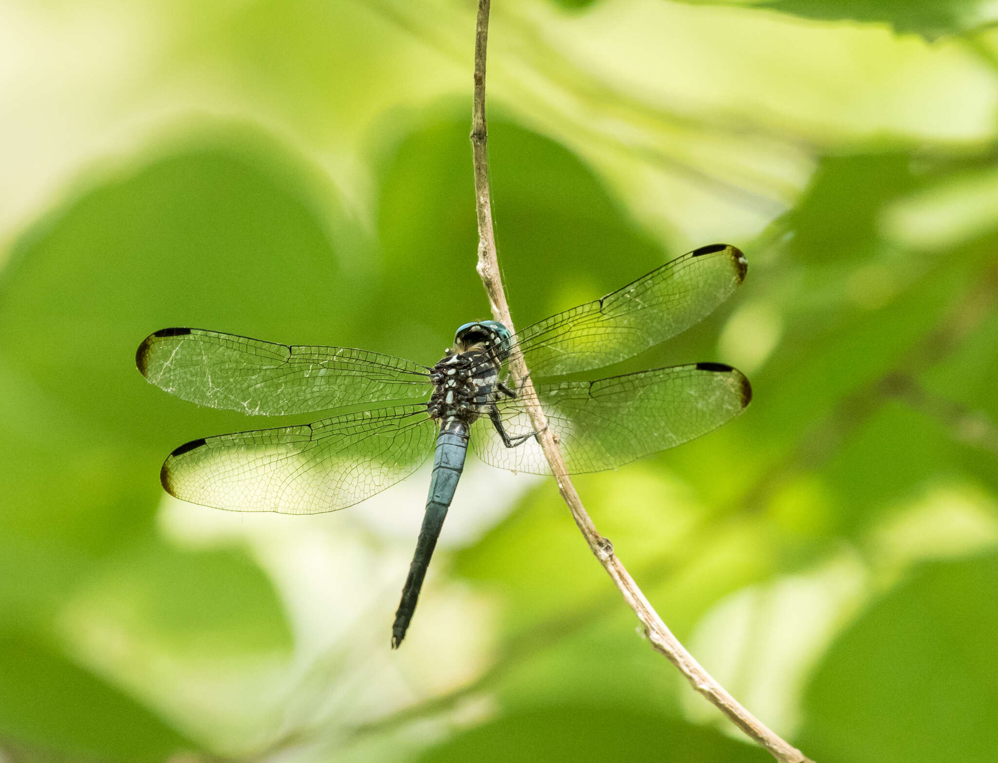 Image of Gray-waisted Skimmer