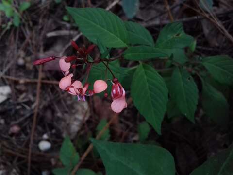 Image of Lopezia racemosa subsp. racemosa