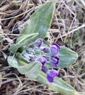 Plancia ëd Primula macrophylla D. Don