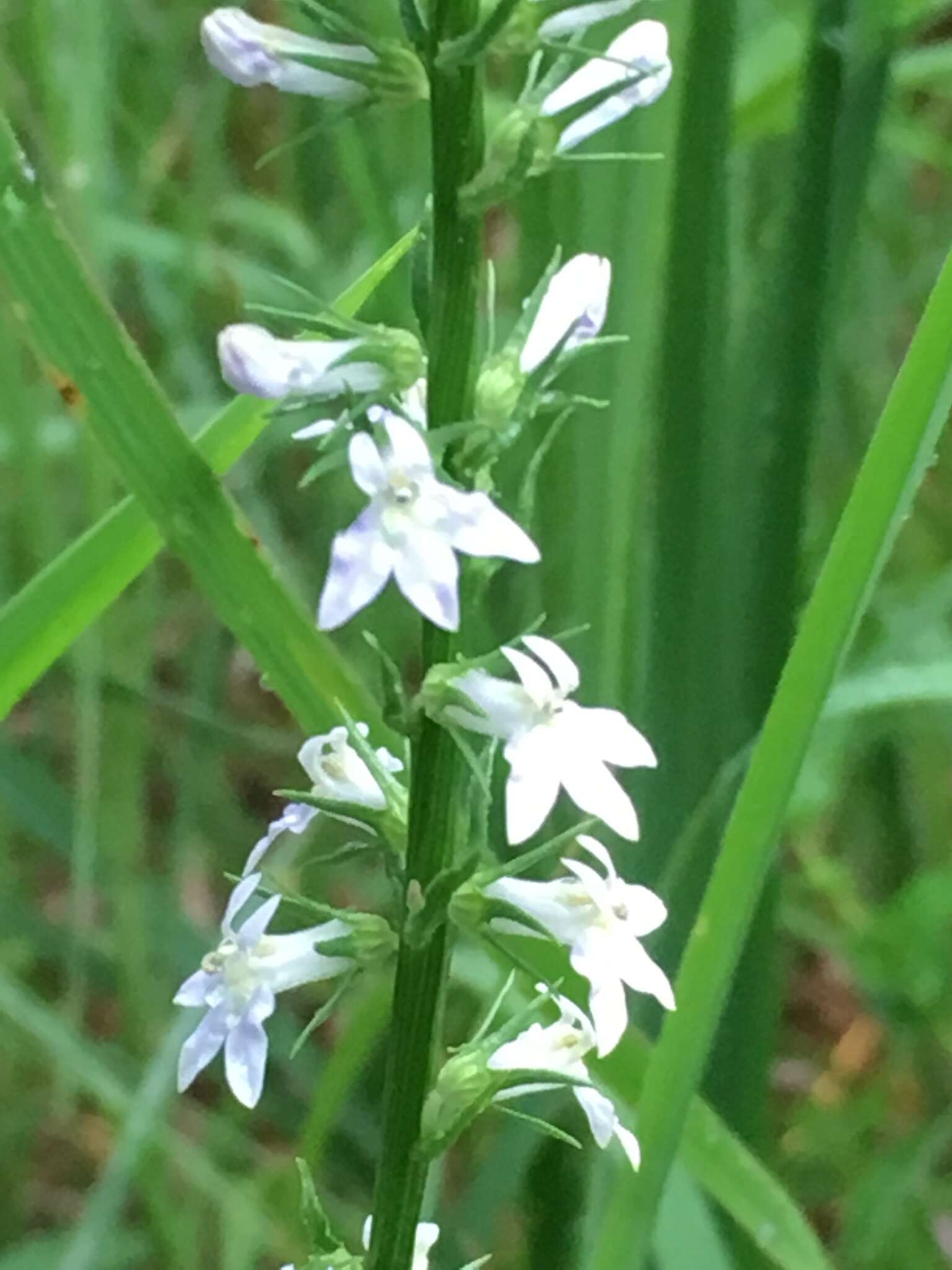 Image of Pale-Spike Lobelia