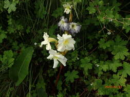 Image of Harveya speciosa Bernh.