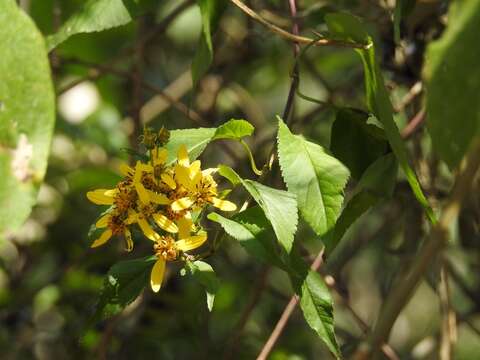 صورة Bidens reptans (L.) G. Don