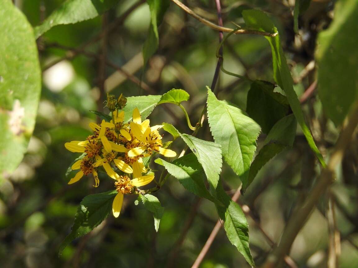 Image of manzanilla trepador