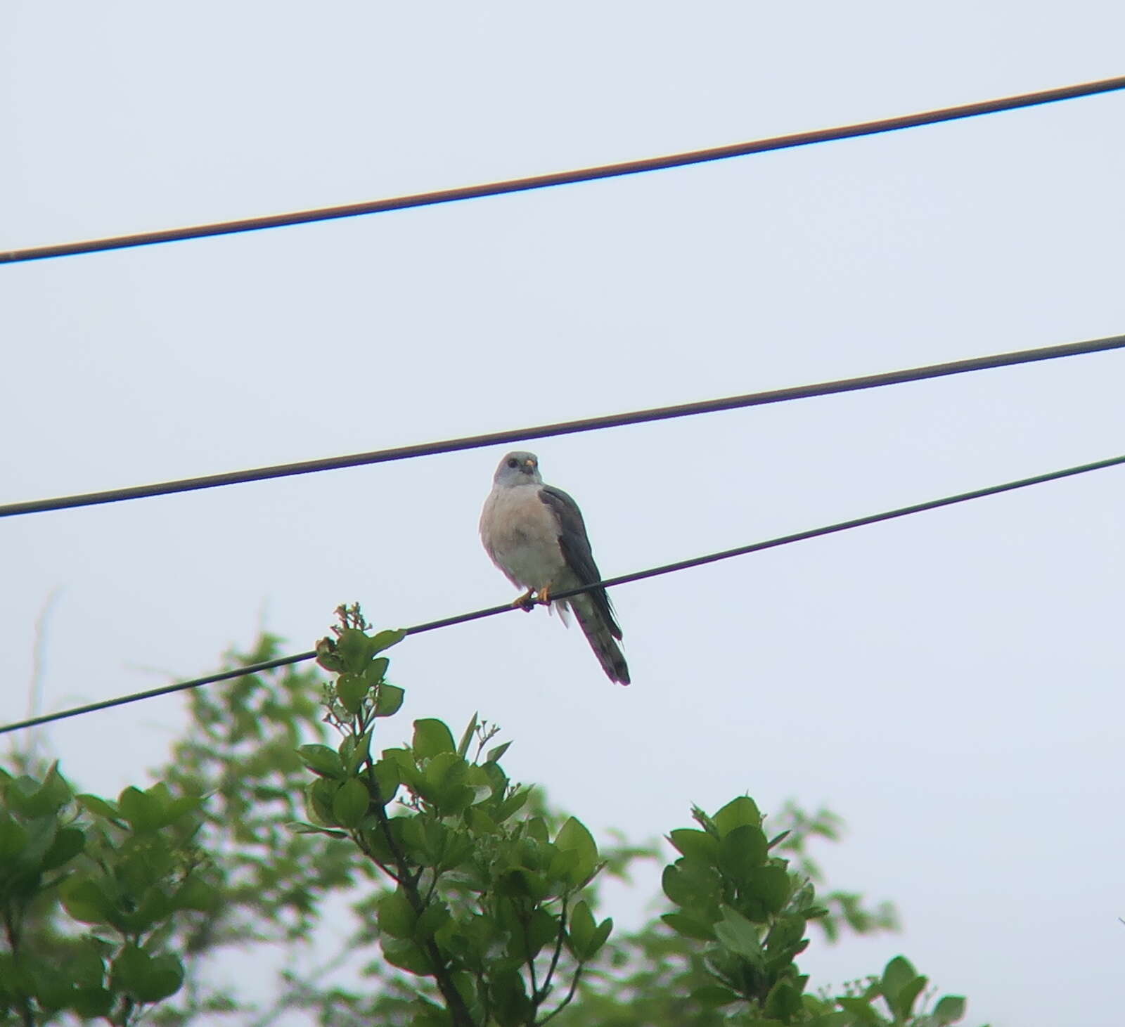 Image of Chinese Sparrowhawk