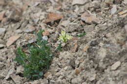 Imagem de Astragalus beckwithii var. weiserensis M. E. Jones