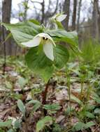 Image of Trillium erectum var. album (Michx.) Pursh