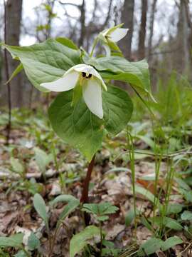 Image of Trillium erectum var. album (Michx.) Pursh